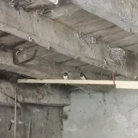 Les Cygnes Noirs オジャック