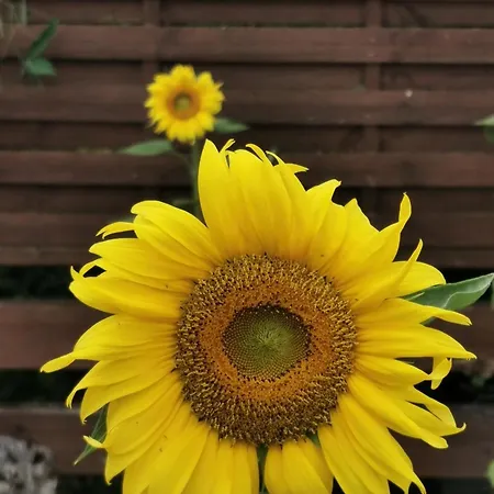 Les Cygnes Noirs ベッド・アンド・ブレックファスト 4*