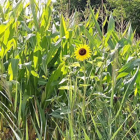 Bed & Breakfast Les Cygnes Noirs Aujac (Charente-Maritime)