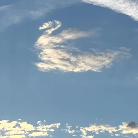 Bed & Breakfast Les Cygnes Noirs Aujac (Charente-Maritime)