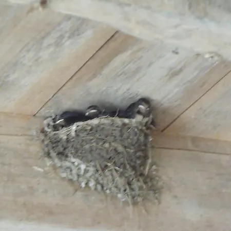 Les Cygnes Noirs 4* Aujac (Charente-Maritime)