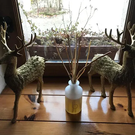 Les Cygnes Noirs Aujac (Charente-Maritime)