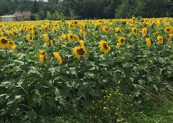 Les Cygnes Noirs Aujac (Charente-Maritime)