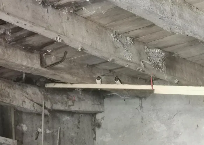 Les Cygnes Noirs Aujac (Charente-Maritime)