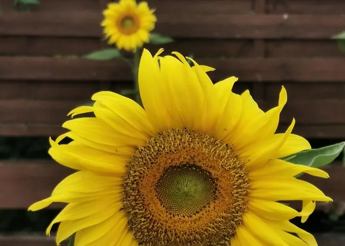 Les Cygnes Noirs Bed and Breakfast 4*