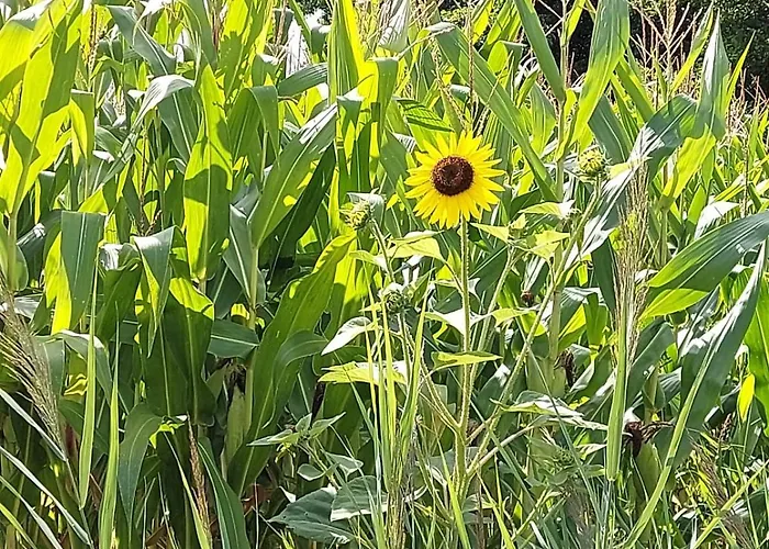Bed and Breakfast Les Cygnes Noirs Aujac (Charente-Maritime)