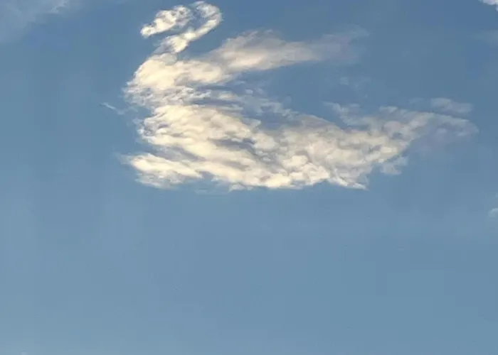 Bed and Breakfast Les Cygnes Noirs Aujac (Charente-Maritime)