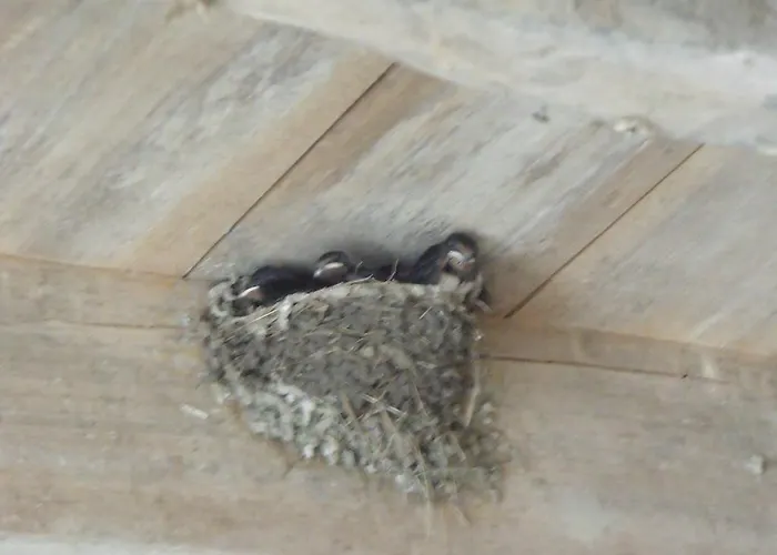 Les Cygnes Noirs 4* Aujac (Charente-Maritime)